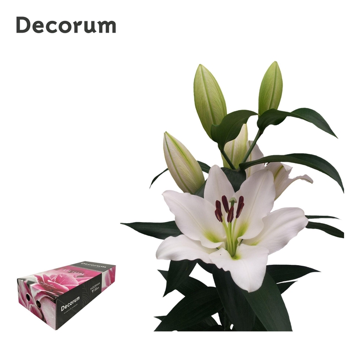 <h4>LI TISENTO 4+ XL Decorum Box</h4>