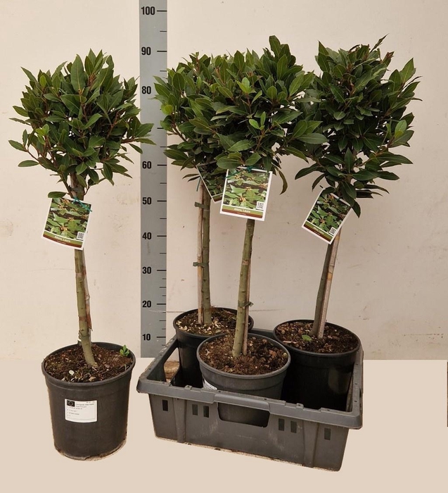 <h4>LAU NOBILIS</h4>