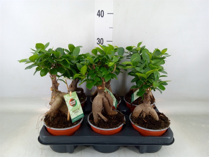 <h4>Ficus microcarpa 'Ginseng'</h4>