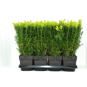Buxus sempervirens struik