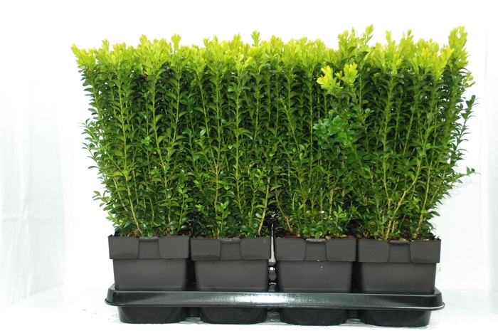 <h4>Buxus sempervirens struik</h4>