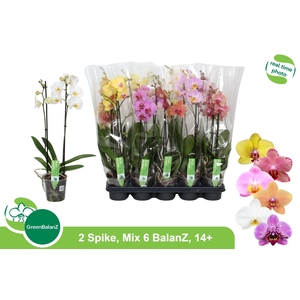 PHAL GEM 6 KL
