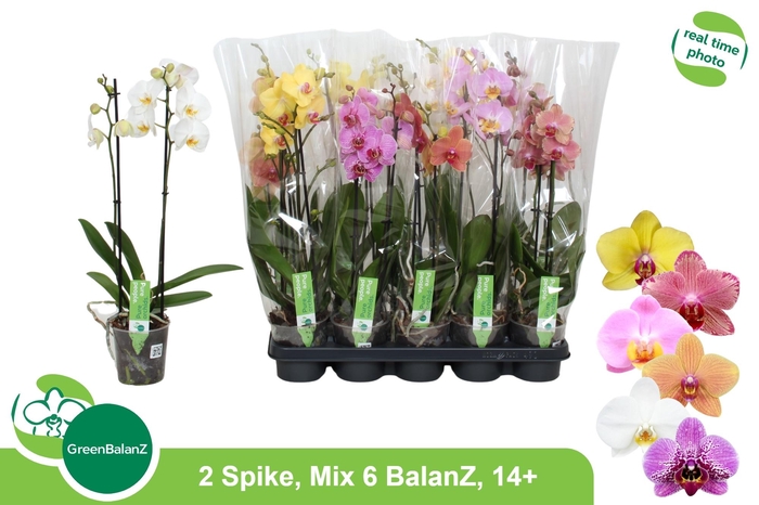 <h4>PHAL GEM 6 KL</h4>