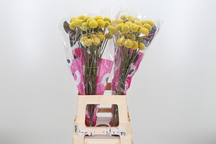 <h4>Craspedia Paint Pop</h4>