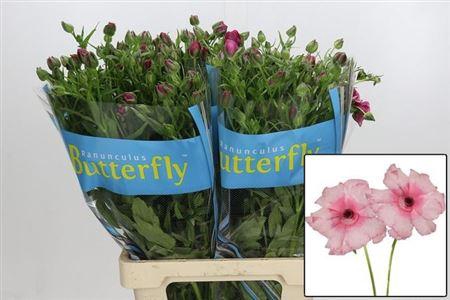 <h4>Ran Butterf Jupiter</h4>