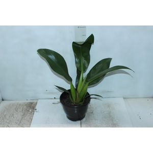 PHILODENDRON PACOVA P20