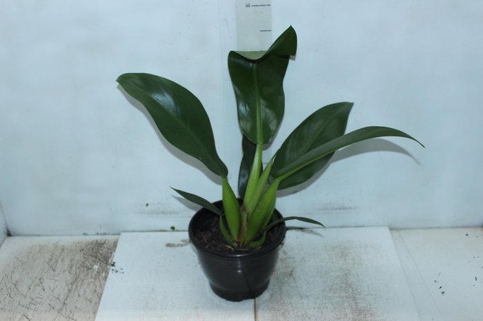 <h4>PHILODENDRON PACOVA P20</h4>