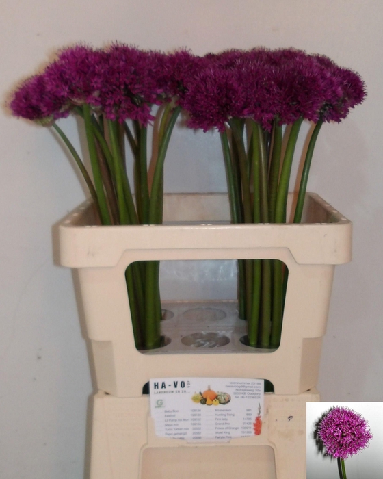 <h4>Allium Purple Sens</h4>