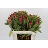 Protea Robijn
