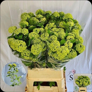 VIBURNUM ROSEUM ST