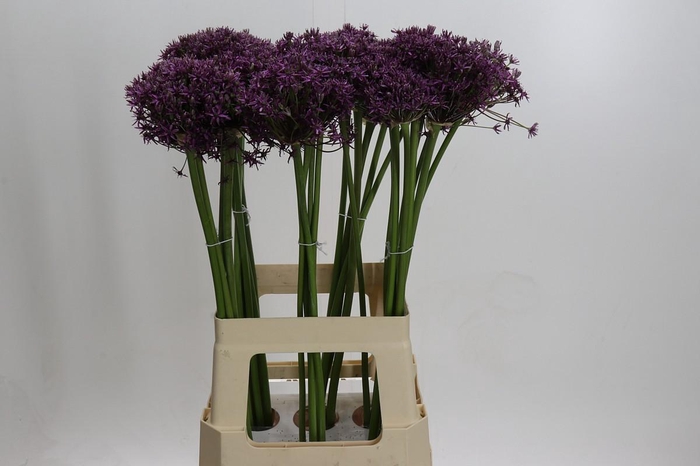 <h4>Allium Miami</h4>