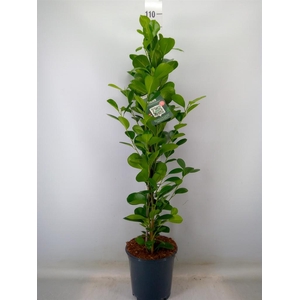 Ficus microcarpa 'Moclame'