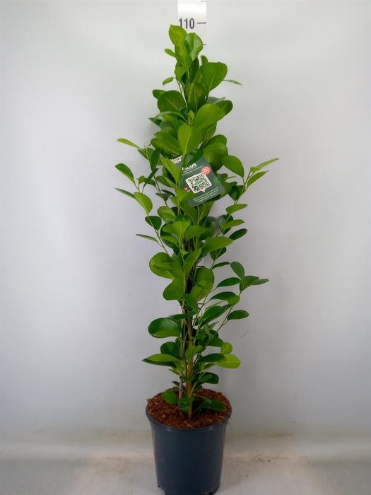 <h4>Ficus microcarpa 'Moclame'</h4>