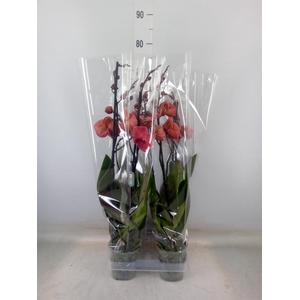 Phalaenopsis  'Asian Coral'