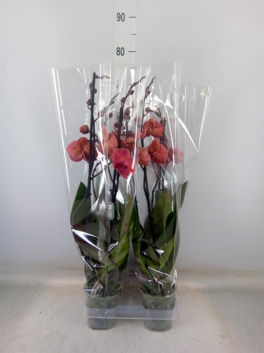 <h4>Phalaenopsis  'Asian Coral'</h4>