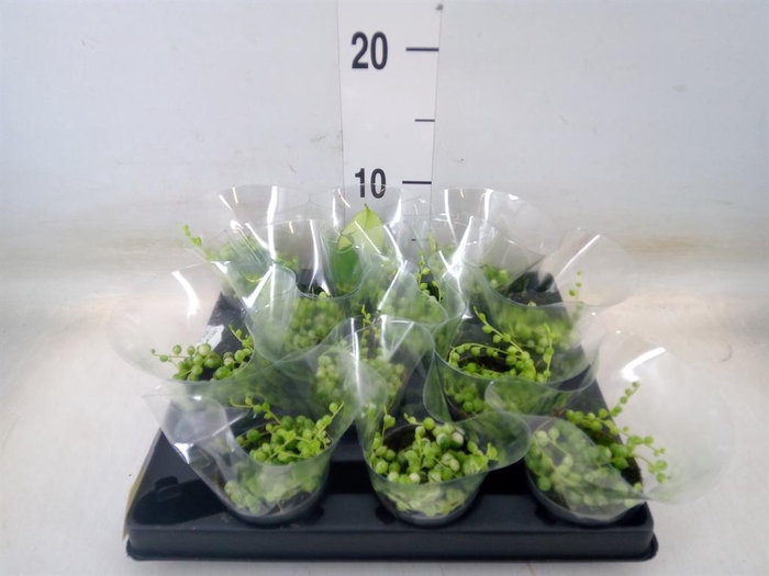 <h4>Senecio rowleyanus</h4>