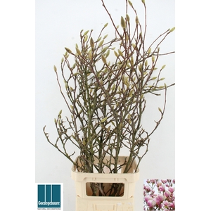 MAGNOLIA GRANDIFLORA