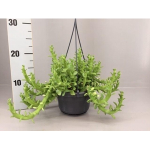 Euphorbia