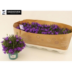 Camp Portenschlagian