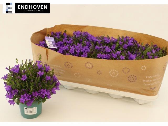 <h4>Camp Portenschlagian</h4>