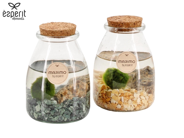 <h4>90532: Marimo Storage Jar D9 / H12,5</h4>