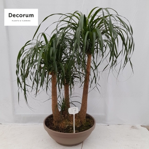 Beaucarnea vertakt op nummer 17