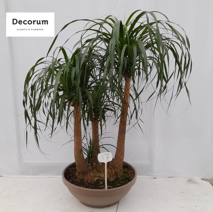 <h4>Beaucarnea vertakt op nummer 17</h4>