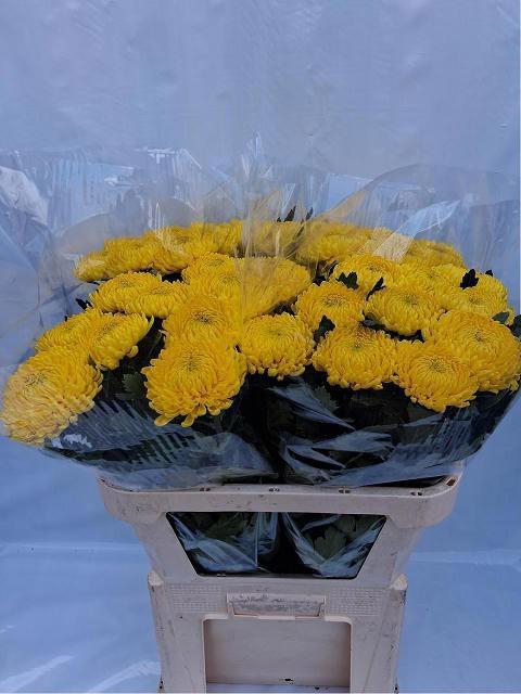 <h4>CHR G RIVALRY</h4>