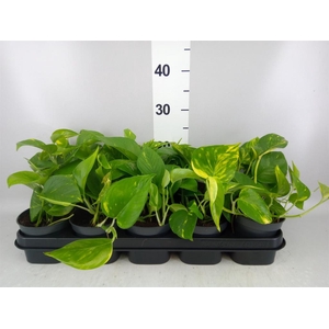 Epipremnum pinn. 'Aureum'