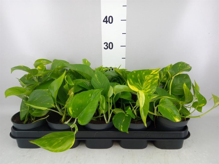<h4>Epipremnum pinn. 'Aureum'</h4>