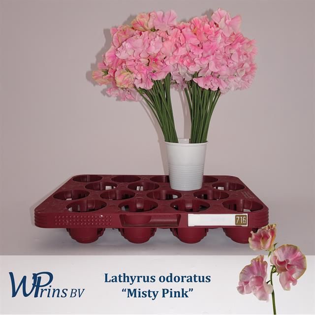 <h4>LATHYR MIST PINK</h4>