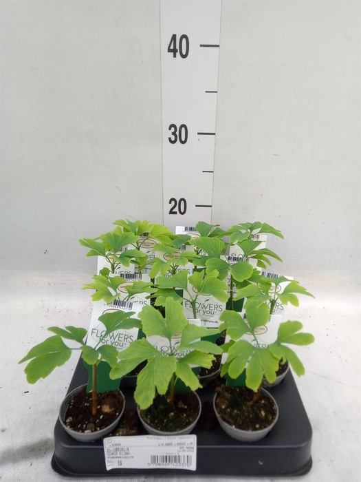 <h4>Ginkgo biloba   ...</h4>