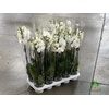 Phalaenopsis Biały 12Ø 70cm 3 Pędy