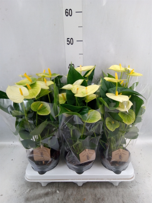 <h4>Anthurium andr. 'Vanilla'</h4>