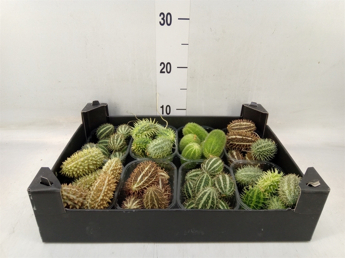 <h4>Cucumis  'Decumis'   .../stuk</h4>