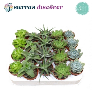Succulent Mix P5.5