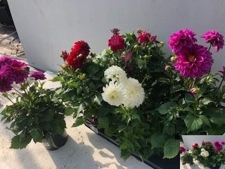 <h4>DAHLIA DAHL GEM</h4>