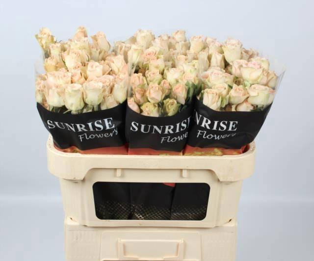 <h4>R TR CHAMP BLOSSOMS</h4>