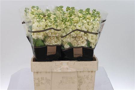 <h4>Matth Stox Yellow</h4>