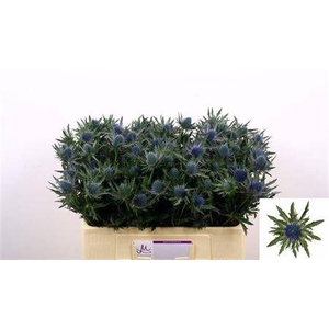 Eryngium Aquarius Qstar Blue 50cm