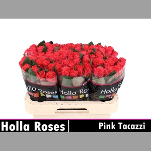 R GR PINK TACAZZI+