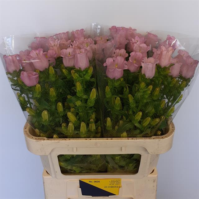 CAMP M CHAMPION PINK