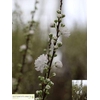 PRUNUS GLAND WIT ST