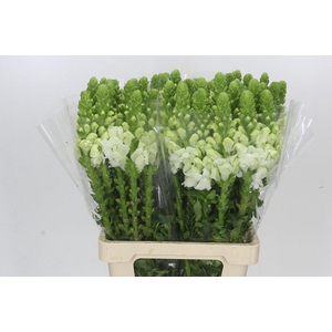 Antirrhinum Potomac Early White