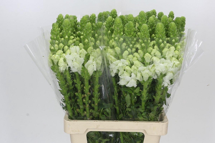 Antirrhinum Potomac Early White