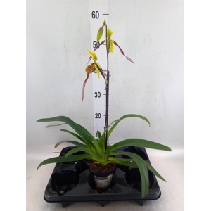 Paphiopedilum   ...