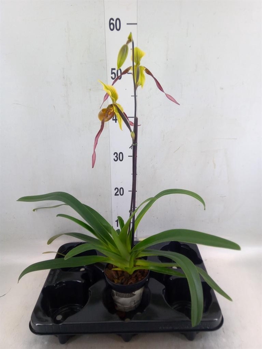 <h4>Paphiopedilum   ...</h4>