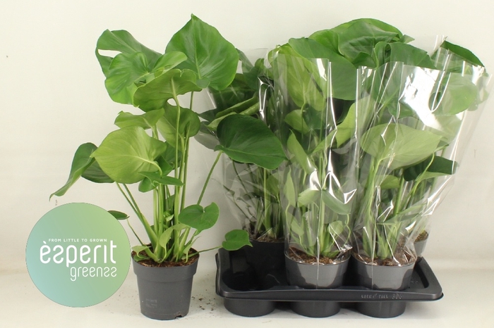 <h4>MONSTERA DELICIOSA</h4>