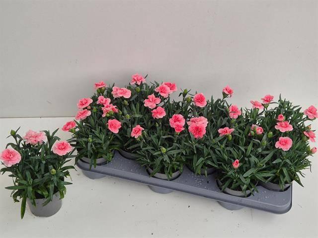 <h4>Dian Osc Pink</h4>