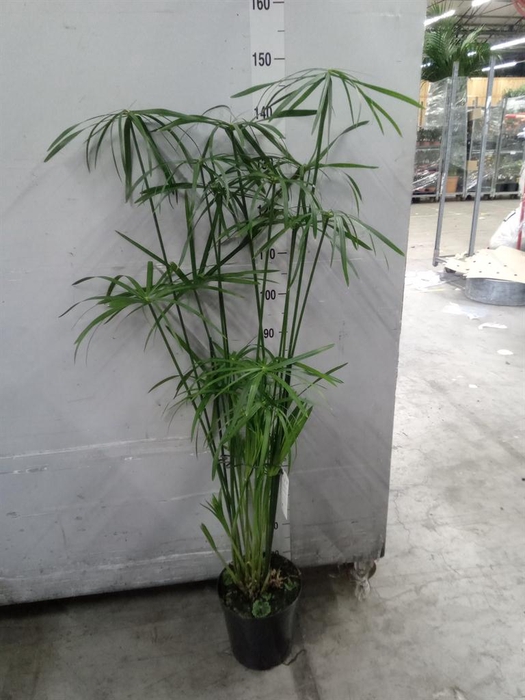 <h4>Cyperus   ...</h4>